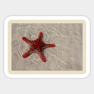 The Starfish Sticker